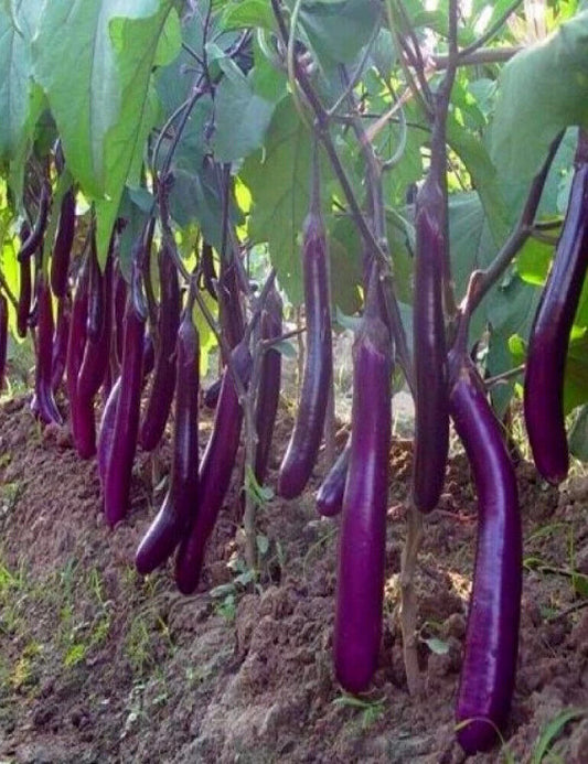 100 Brinjal Purple Long Seeds, Non-Hybrid,  , Non-GMO,  Eggplant NoN-Gmo Seeds
