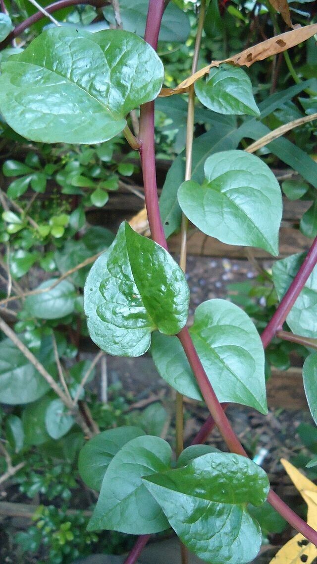 50 Basella alba red Seeds, Red Malabar spinach, Ceylon spinach, Vine spinach Seeds
