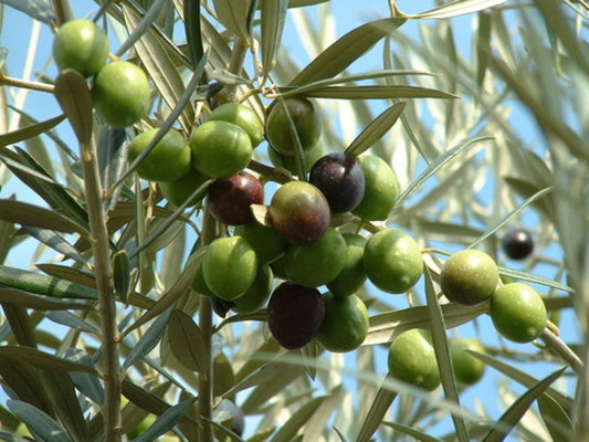 Olive seeds, Olea europaea Seeds