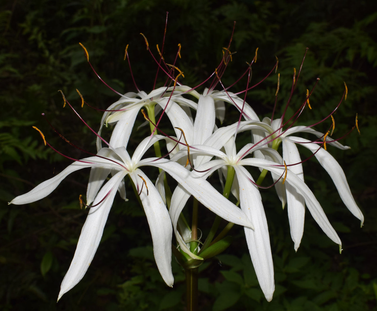 1 Crinum Amoenum White Bulb,Himalayan Crinum Lily Bulbs,Crinum white Flower Lily
