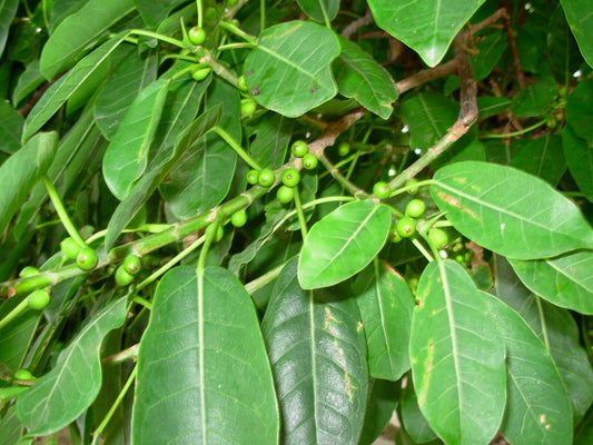 100 Ficus luschnathiana seeds, Agarrapalo, Ibapoi Seeds, Higuerón bravo Seeds