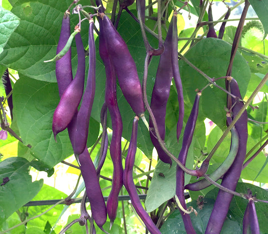 25 Purple Podded Pole Bean Seeds, Purple Climbing Bean Seeds, Non -Gmo