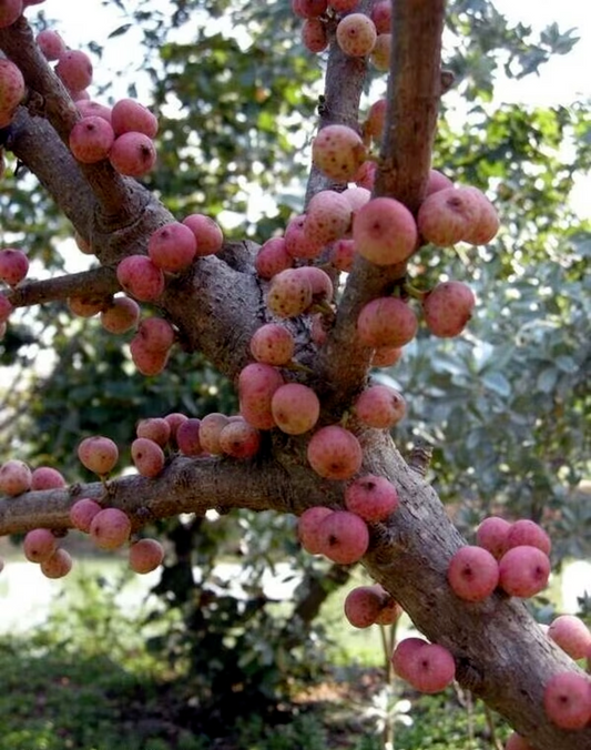100 Ficus semicordata Seeds , The Drooping fig Tree Seeds, Drooping Fig ,