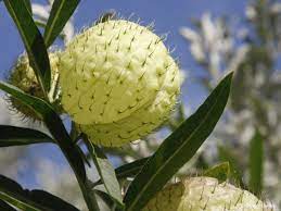 25 Gomphocarpus physocarpus Seeds, Asclepias physocarpa, Balloon cotton bush,