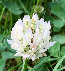 Trifolium repens Seeds ,White clover Dutch clover, Ladino clover,