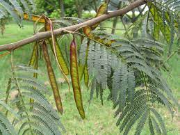 Leucaena pallida Seeds , Lead Tree Seeds,