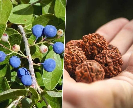10 Elaeocarpus ganitrus Seeds , Rudraksh Seeds , Rudraksha Seeds For Growing,