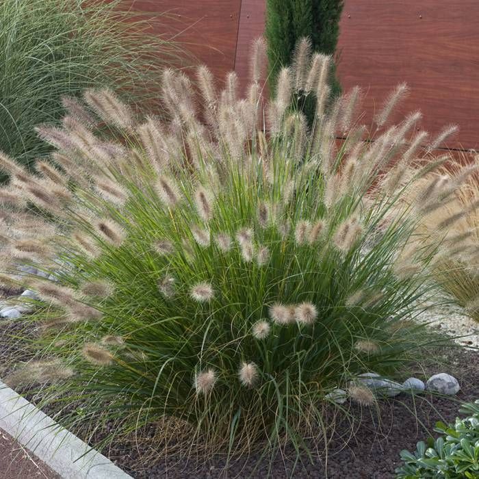Pennisetum alopecuroides Seeds, Chinese fountain grass, Pennisetum