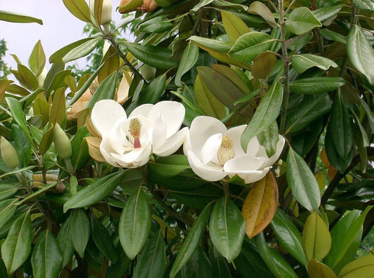 15 Magnolia grandiflora Seeds, Southern magnolia Seeds , Bull bay Seeds