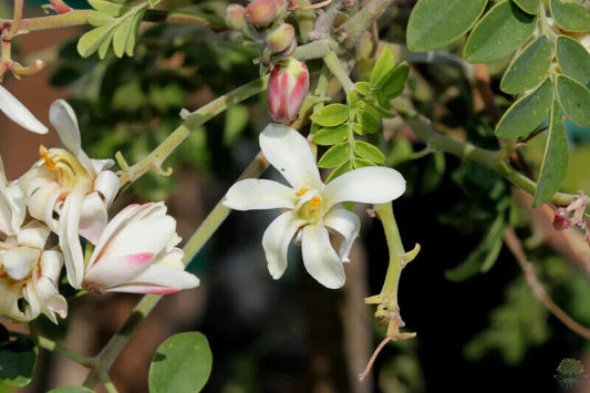 25 Moringa oleifera Seeds ,Horseradish Tree, Drumstick tree Seeds,