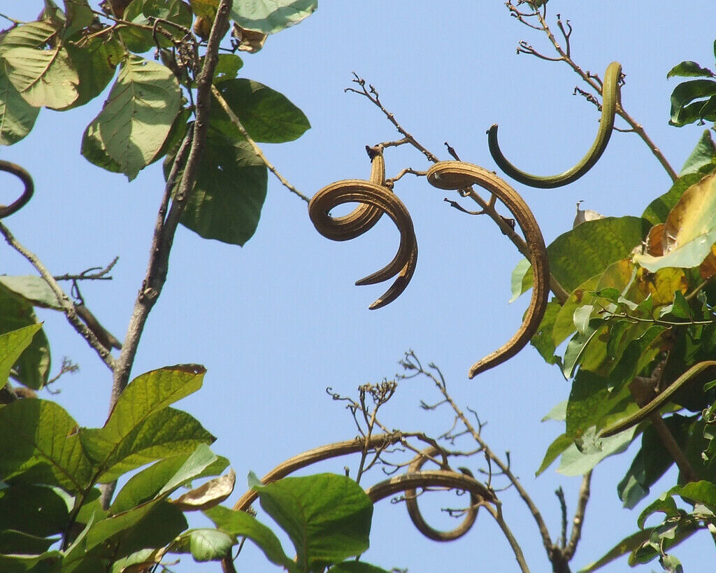 20 Fernandoa adenophylla  Seeds, Katsagon Tree Seeds