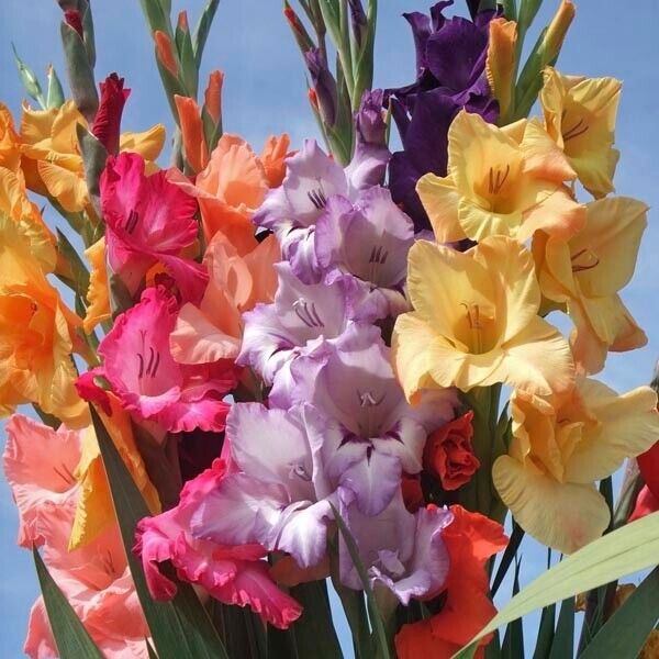 15 Gladiolus Hybrid Seeds, Exotic Gladiolus Seeds, Gladiolus Flower  Seeds