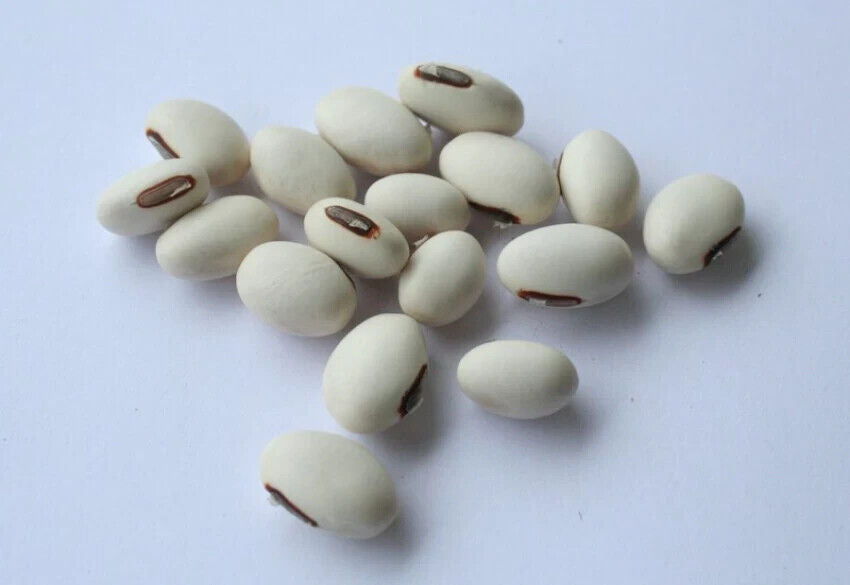 25 Canavalia ensiformis Seeds, Horse Bean ,White  Jack bean, Sword bean Seeds,