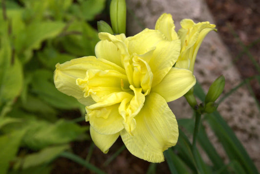 3 Hemerocallis Yellow Double Flower ,Lemon daylily, lemon lily, yellow day lily Bulbs