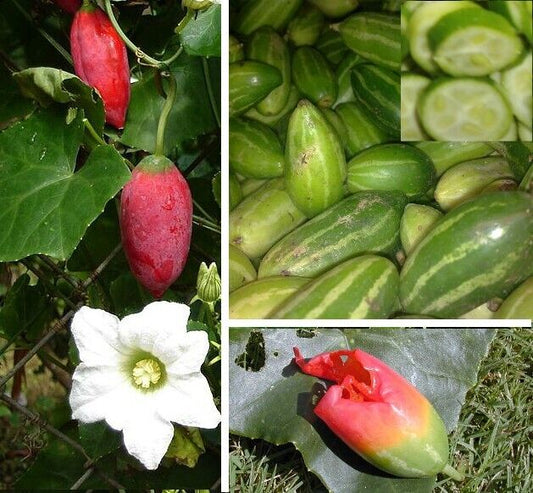 100 Coccinia Grandis Seeds, Ivy Gourd Seeds ,Tindora Seeds Exotic Vegetable Vine