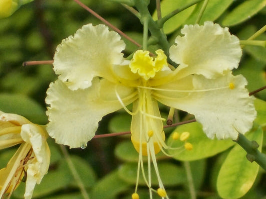 20 Caesalpinia pulcherrima White Flower, White Pride of Barbados Seeds ,