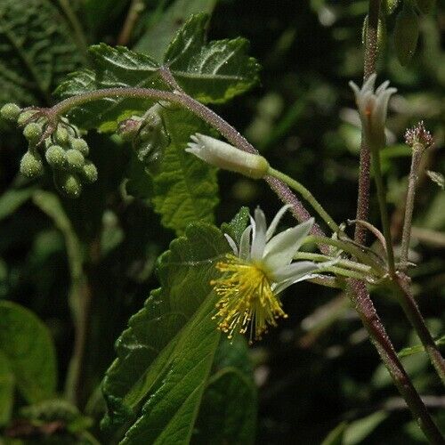 15 Sparrmannia ricinocarpa Seeds , Exotic Flowering Seeds