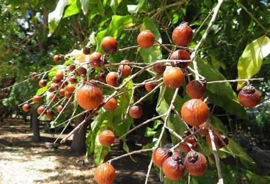 15 Sapindus mukorossi  Seeds , Soapnut, Soap Nut, Soapberry,  Wash Nut Seeds