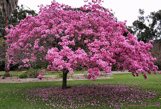15 Tabebuia avellanedae seeds, Pink trumpet tree, lavender trumpet tree Seeds