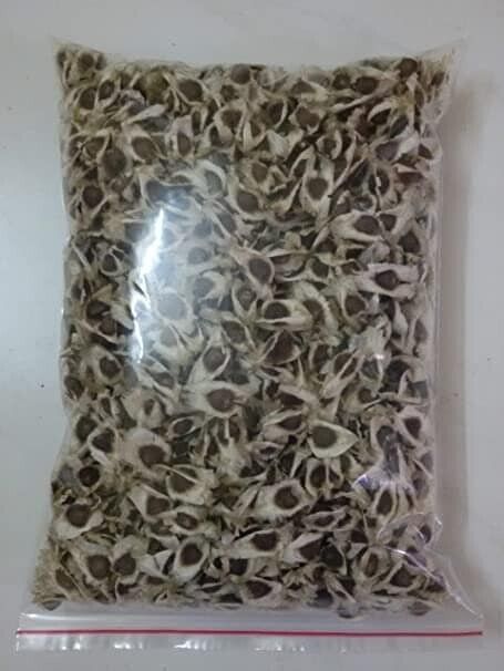 25 Moringa oleifera Seeds , ODC Moringa Seeds, Horseradish Tree Seeds,  Drumstick Tree Seeds