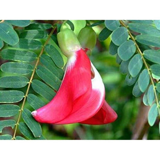 25 Hummingbird Tree Seeds,  Agati Seeds , Sesbania grandiflora Seeds ,Scarlet Wisteria ,