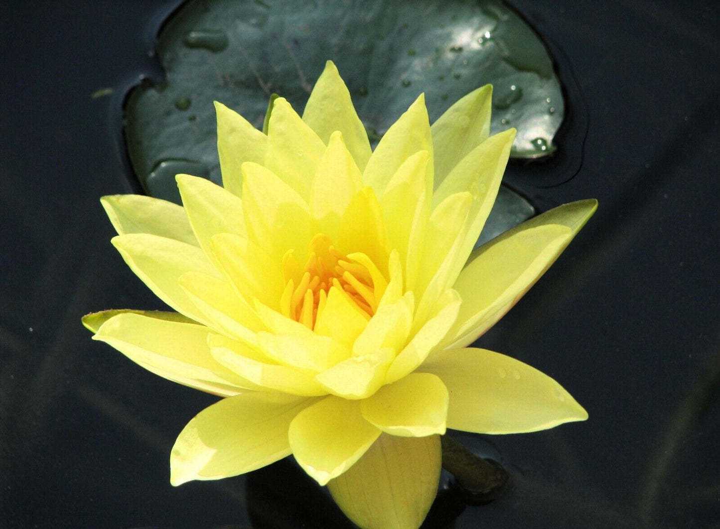 15 Nelumbo nucifera Seeds ,Yellow Lotus Seeds , Sacred lotus, Bean of India, simply lotus.