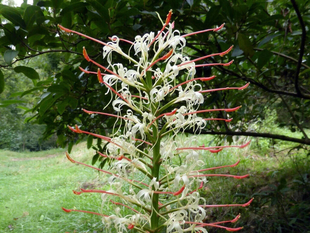 20 Hedychium Gracile Seeds, Salmon Gingerlily Seeds, Dainty Ginger Lily