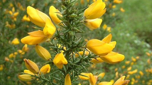100 Ulex europaeus Seeds ,The gorse Plant Seeds, Common gorse Seeds, Hedge Seed