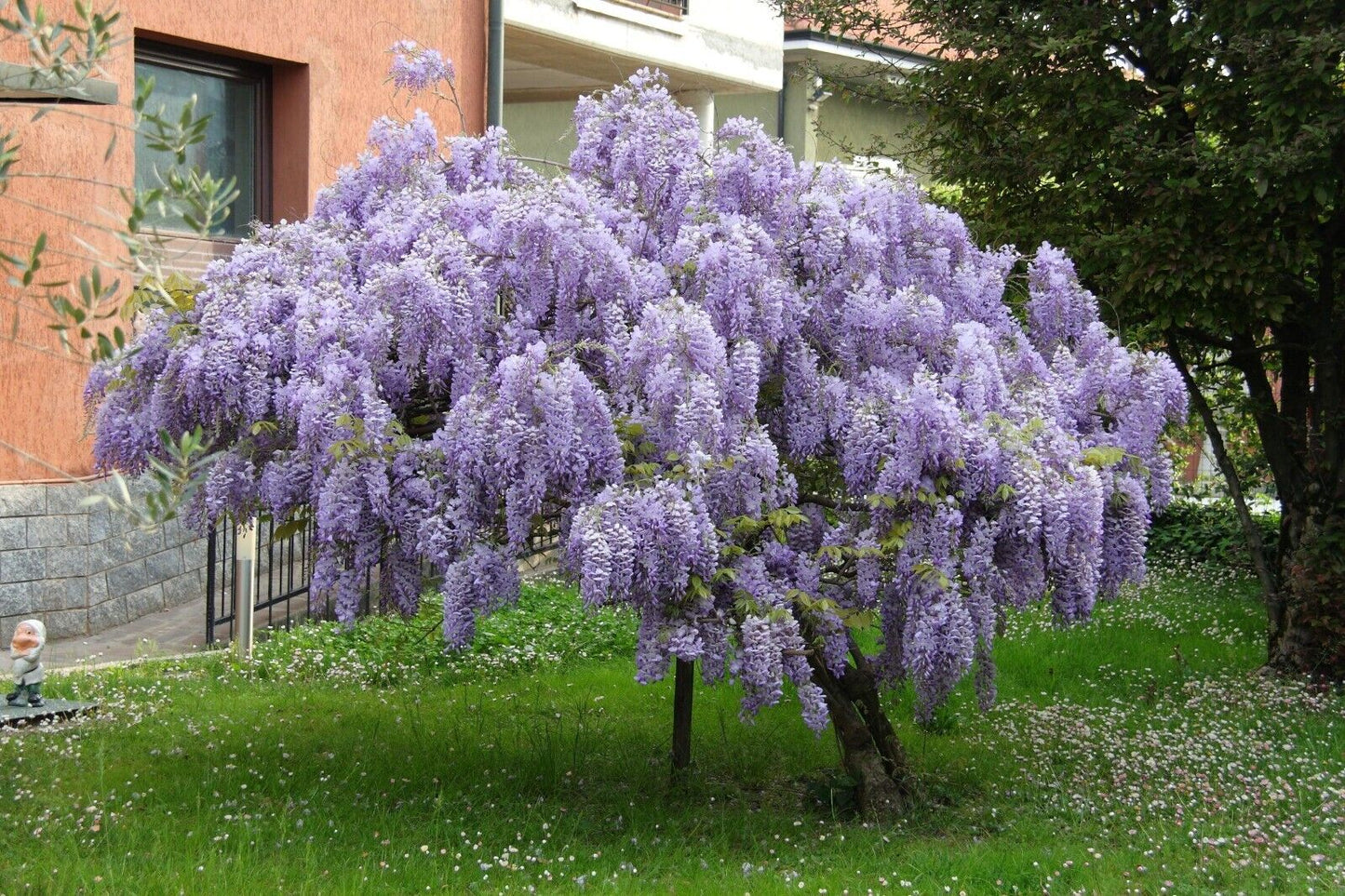 20 African Wisteria Tree Seeds, Bolusanthus speciosus Seeds, Tree Wisteria Seeds