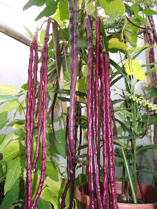 25 Red Noodle Yard long bean seed , Asian Chinese Noodle Bean Seeds, Non -Gmo