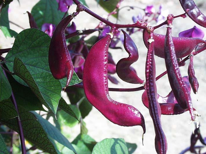 25 Dolichos lablab Seeds , Purple Hyacinth bean Seeds, Egyptian bean , Non Gmo Vegetable Seeds