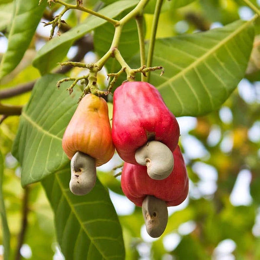 10 Anacardium occidentale Seeds, Cashew nut Fruit Seeds
