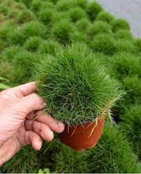 Zoysia japonica Seeds, Japanese Lawn Grass, Korean Lawn Grass