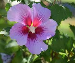 50 Hibiscus syriacus, Rose of Sharon , Shrub althea Seeds,