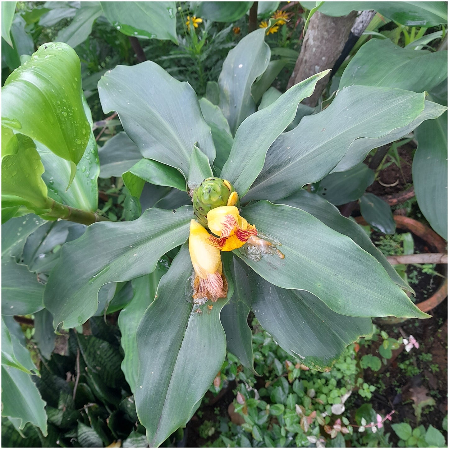5 Live Costus Igneus Plants, Insulin Plants , With Phytosanitary certificate
