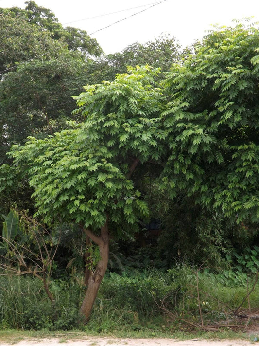 25  Indian Ash Tree Seeds. Lannea coromandelica Tree Seeds - Seedsforgarden (1999-2024 ) .We Ship Seeds & Live Plants Worldwide 