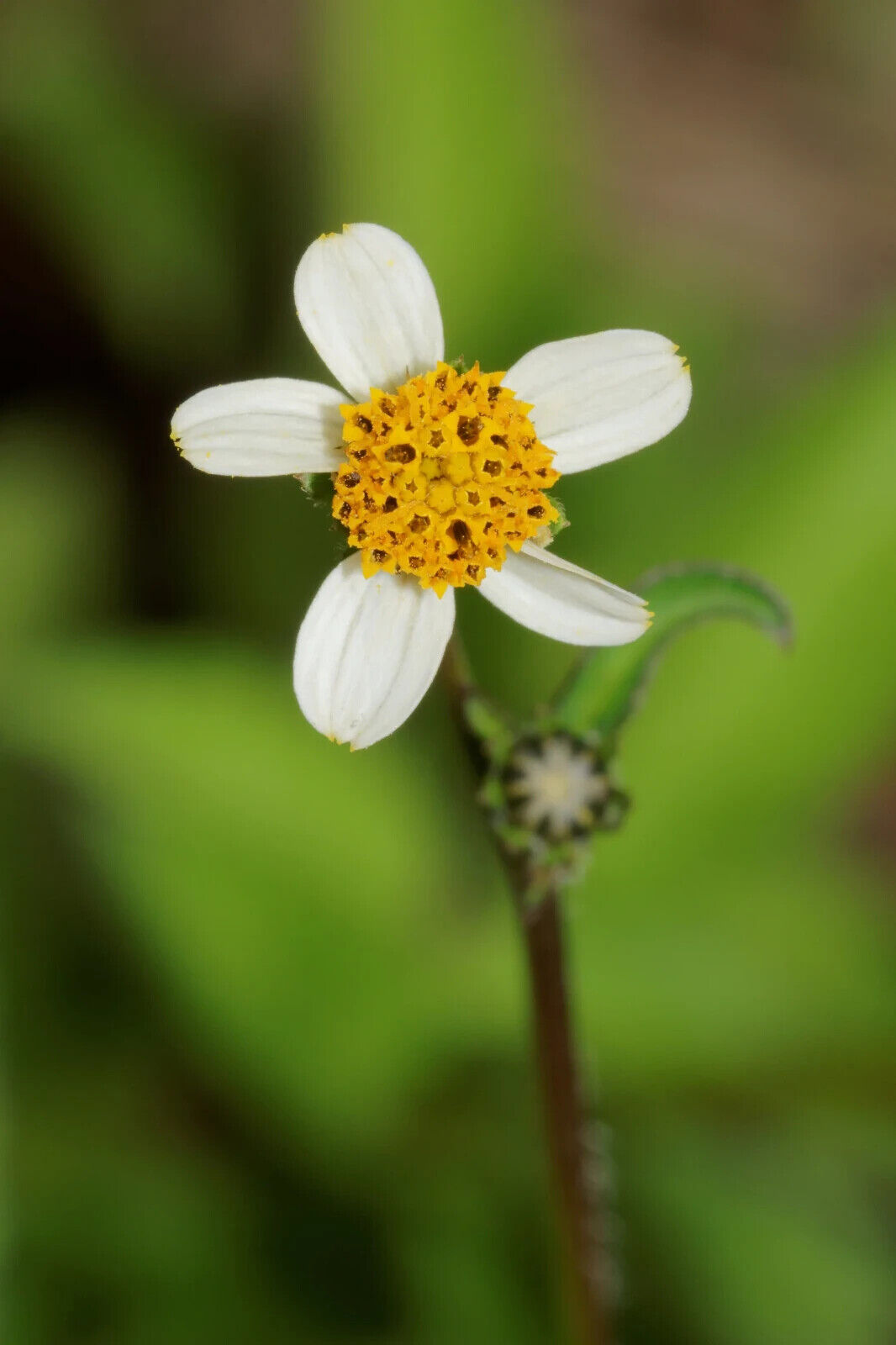 200 Bidens pilosa Seeds, Cobbler's Pegs Seeds,Spanish Needle Seeds