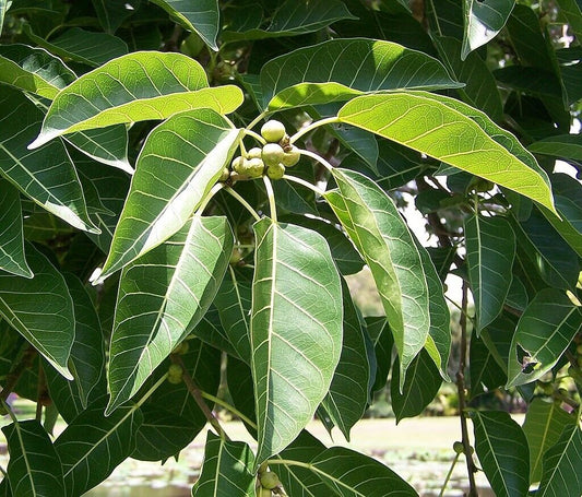 100 Ficus Infectoria Seeds, , Pilkhan tree Seeds,White Fig tree Seeds, Exoti Fig Tree Seeds