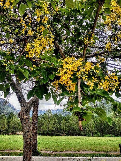 25 Pterocarpus Marsupium Seeds20, Indian Kino Tree Seeds, Malabar Kino ...