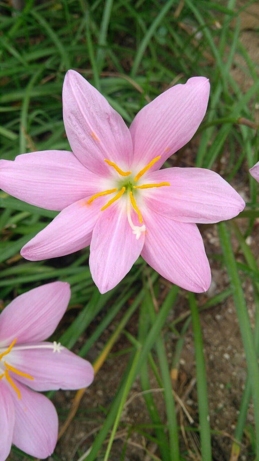 15 Pink rain lily Bulbs, Zephyranthes rosea Bulbs , Zephyr lily Bulbs,