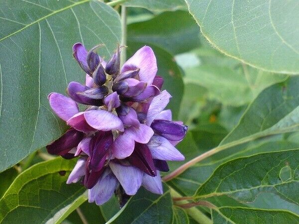 20 Pueraria lobata  Vine Seeds , Kudzu Vine  Seeds, Exotic  Flowering Vine Seeds