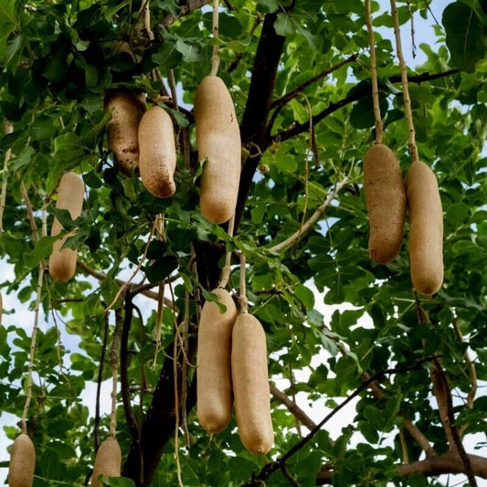 25 Kigelia pinnata Seeds , sausage tree Seeds, Exotic  Fruit Seeds