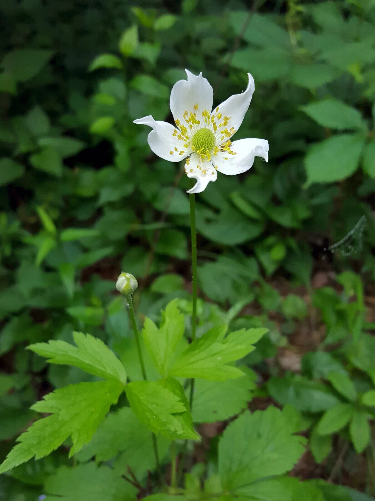 20 Tall Anemone Seeds, Anemone virginiana Seeds, White Anemone Flower  Seeds