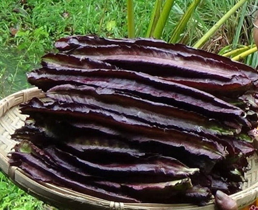 25 Asparagus Pea Seeds, Psophocarpus tetragonolobus Seeds, Purple Winged Beans
