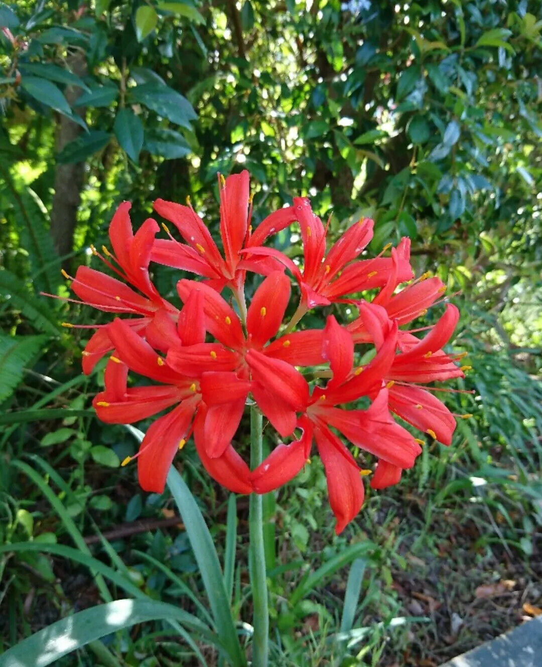 2 Red Nerine Lily ,Guernsey Lily Bulbs, Scarlet Red Lily, Red Spider Lily