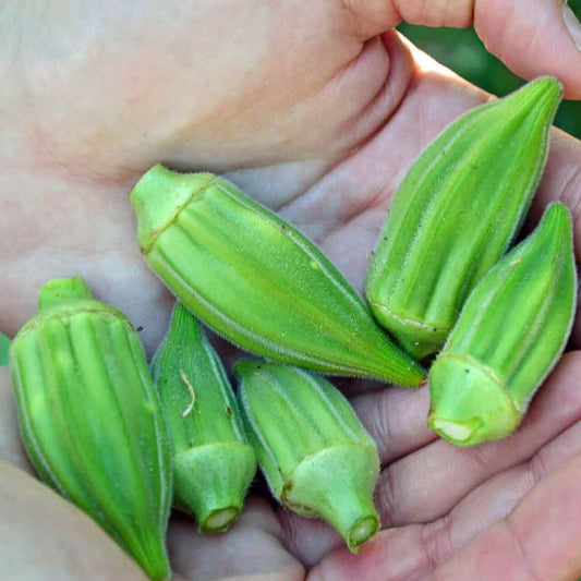 25 Green Okra Short Seeds  ,Non-Hybrid , Non-Gmo Okra  Seeds, Exotic  Okra Seed