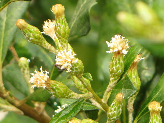 Brachylaena huillensis Seeds, The Muhuhu Seeds