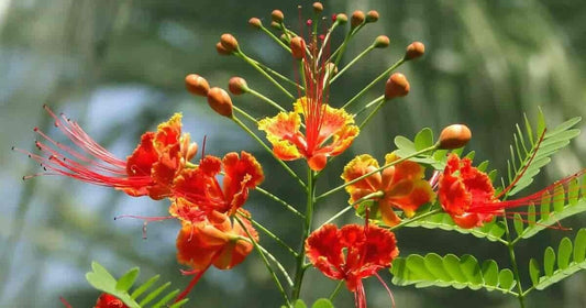 5 Live Caesalpinia pulcherrima Plants, Pride of Barbados Plants ,Bird of Paradise Plants, With  Phytosanitary certificate