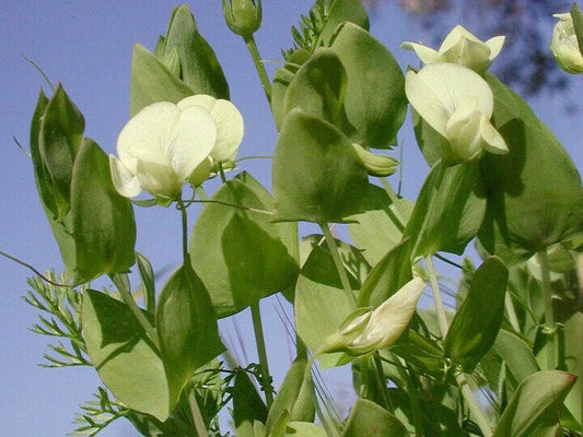 10 Lathyrus aphaca Seeds, Lathyrus affinis Seeds, Yellow Pea Seed