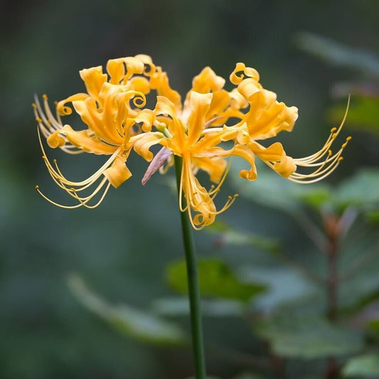 2 Lycoris aurea Bulbs, Golden Spider Lily Bulbs, Yellow Spider Lily Bulbs,